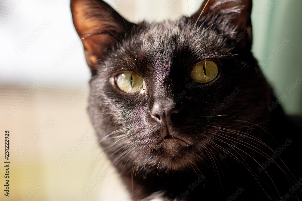 portrait of a  black cat