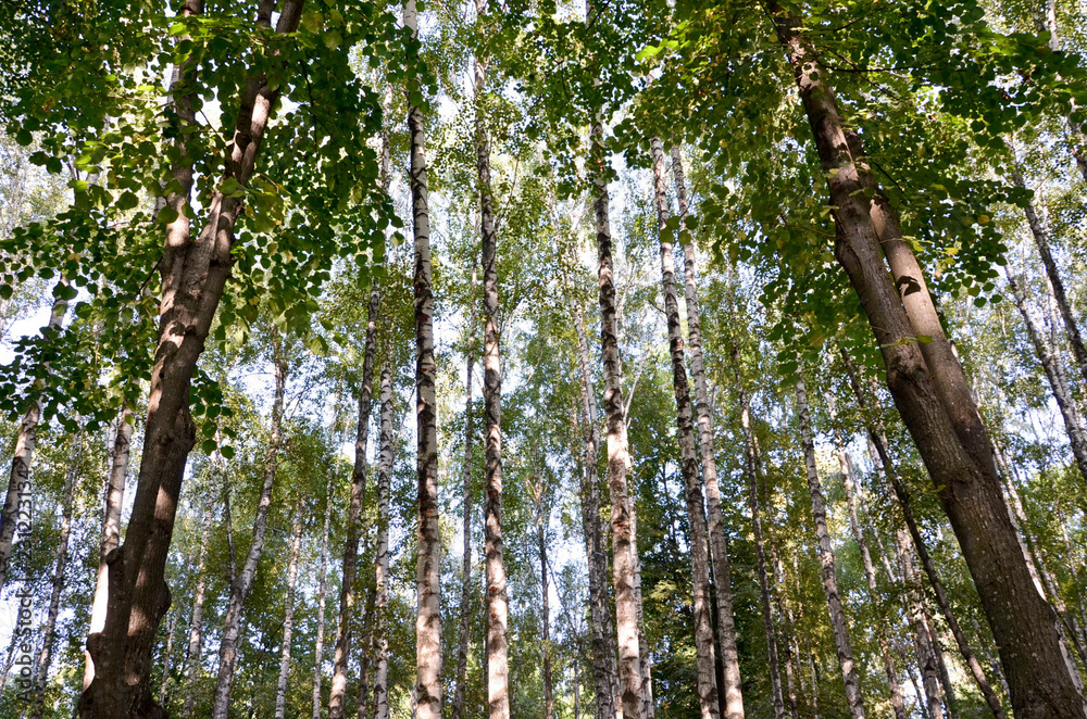 Fototapeta premium tree in forest