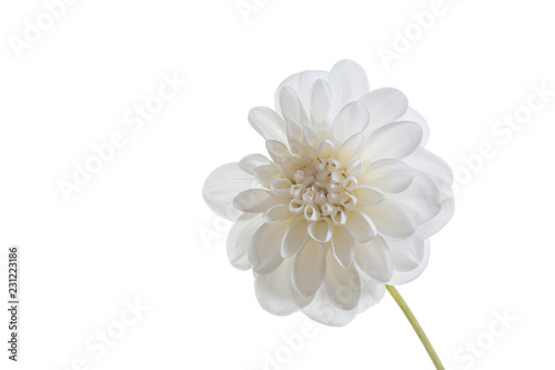 white flower delicate plant pink fresh chrysanthemum close-up postcard isolated background golden-daisy