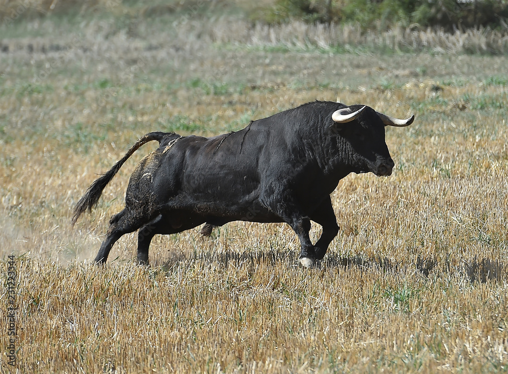 toro español con grandes cuernos toro español con grandes cuernos