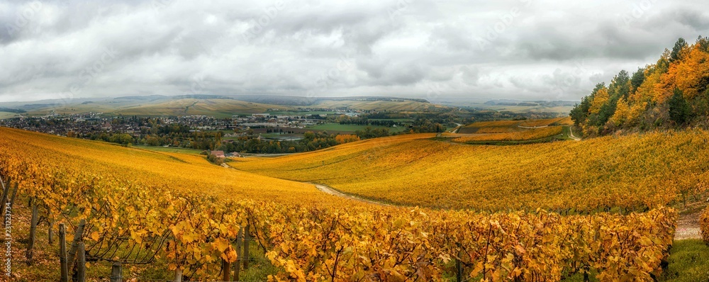 Les vignes de Chablis