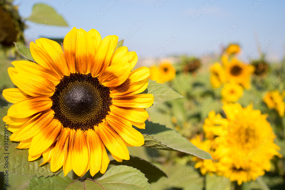 Obraz premium Sunflower Field