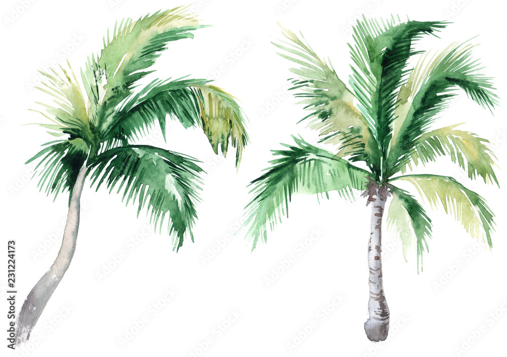 Set of pictures of hand drawn watercolor palm trees. picturesque image of a  palm tree. palm tree on the beach Illustration Stock | Adobe Stock