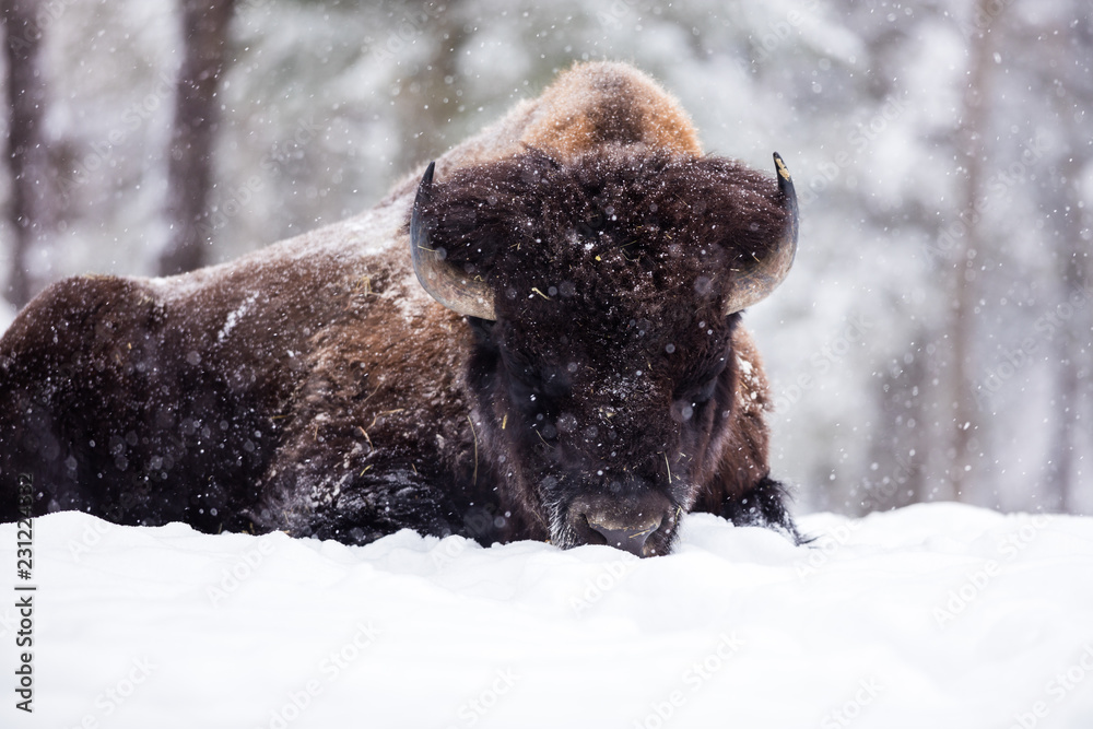 American Bison or Buffalo resting in a snow storm in north Quebec Canada.