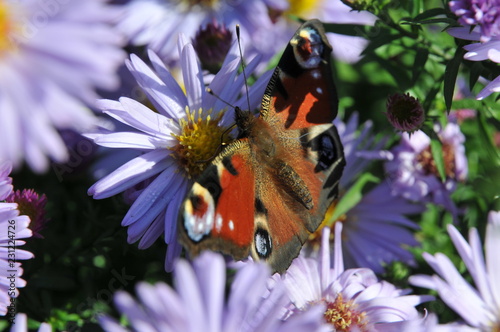 butterfly on a flower