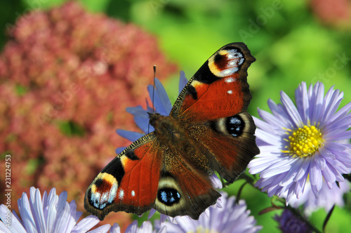 butterfly on flower
