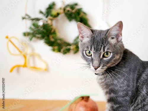 Young gray striped kitten with an expressive look on the neck a black bow, on a light background, Christmas decor. Portrait of a domestic cat, winter season