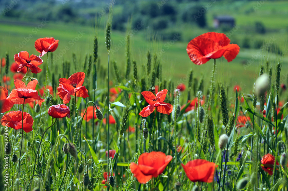 Obraz premium field of poppies
