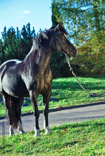 beautiful black  welsh pony mare © anakondasp