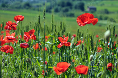 field of poppies