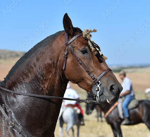 head of horse © alberto