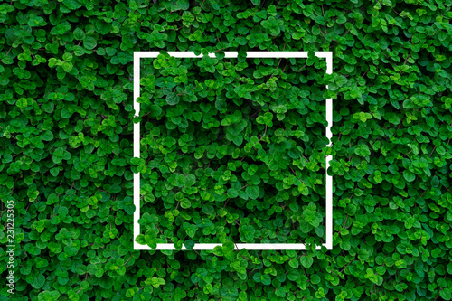 Mentha mint, green wall texture with white border