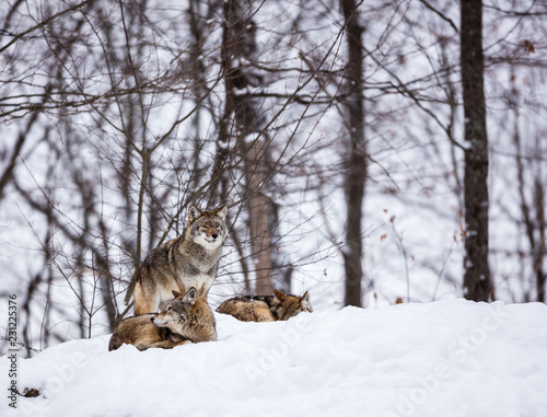 Pack of coyotes resting in mid winter in a boreal forest Quebec, Canada. © Hummingbird Art