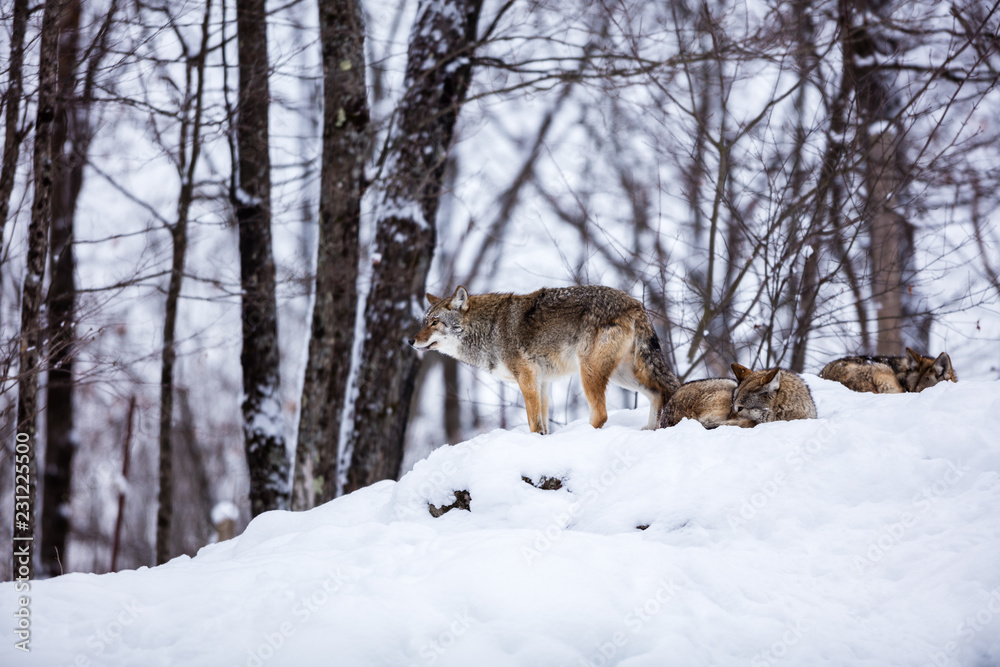 Fototapeta premium Pack of coyotes resting in mid winter in a boreal forest Quebec, Canada.