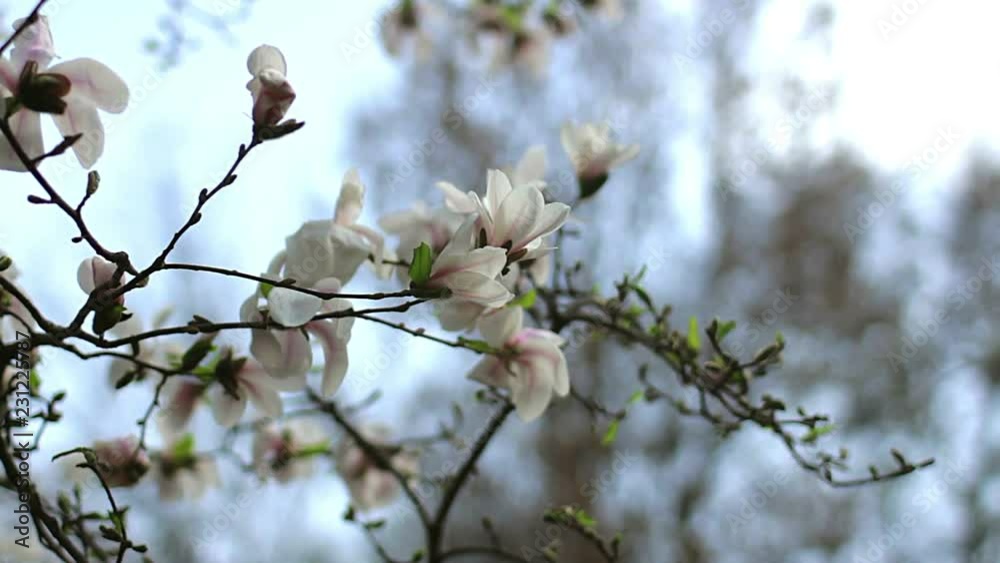 white magnolia flowers, flowers of white magnolia,white magnolia, white Magnolia flowers on tree branch, Magnolia tree blossom, white magnolia blossoms floral natural background white magnolia flowers, flowers of white magnolia,white magnolia, white Magnolia flowers on tree branch, Magnolia tree blossom, white magnolia blossoms floral natural background