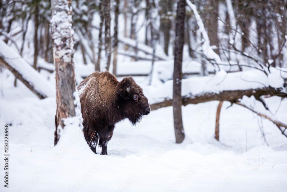 American Bison or Buffalo resting in a snow storm in north Quebec Canada. American Bison or Buffalo resting in a snow storm in north Quebec Canada.