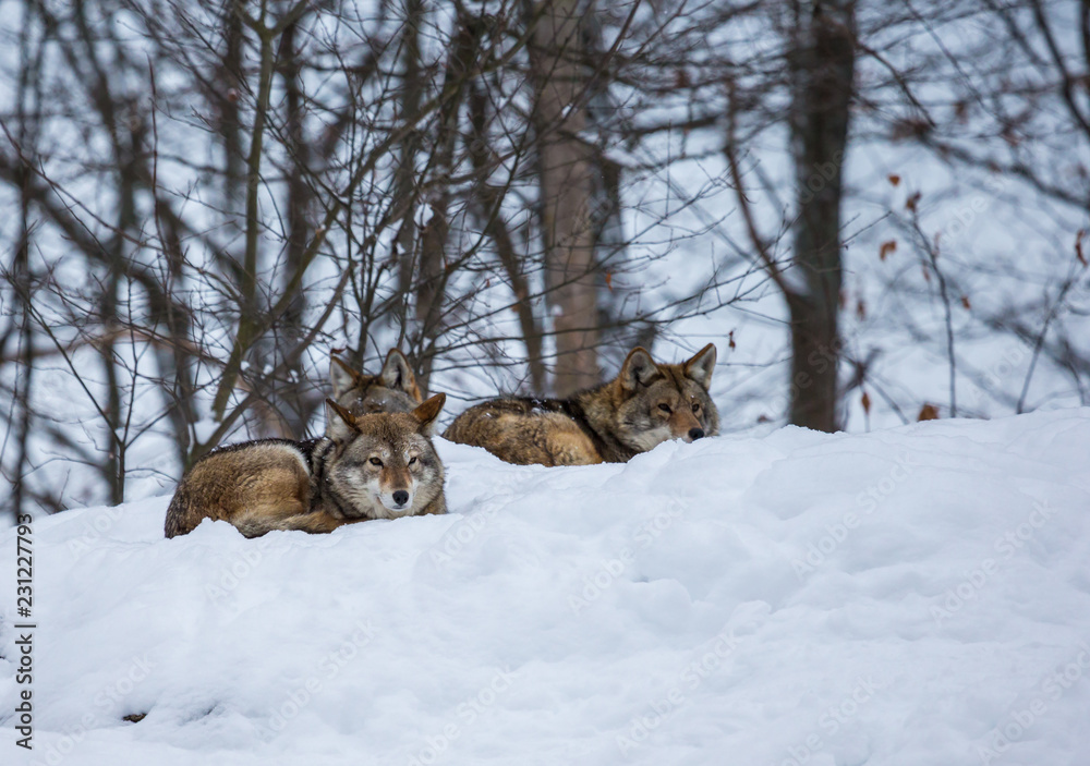 Obraz premium Pack of coyotes resting in mid winter in a boreal forest Quebec, Canada.