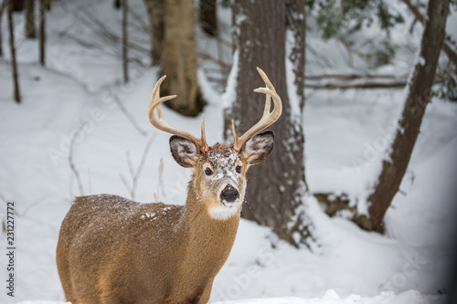 Wallpaper Mural Red or spotted deer in deep mid winter, north Quebec, Canada. Torontodigital.ca
