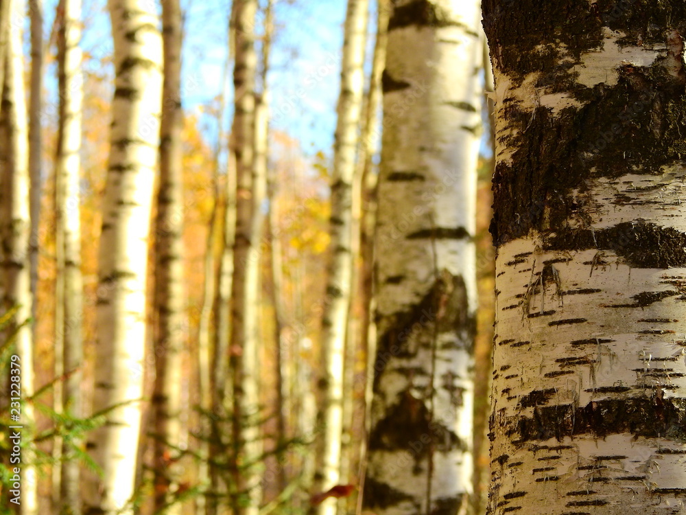 Fototapeta premium Birch tree in autumn background focus right