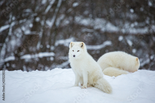 Artic fox shot far north in Quebec, Canada. © Hummingbird Art