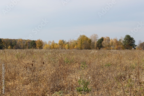 Autumn forest is beautiful this season. View of the meadow from the forest