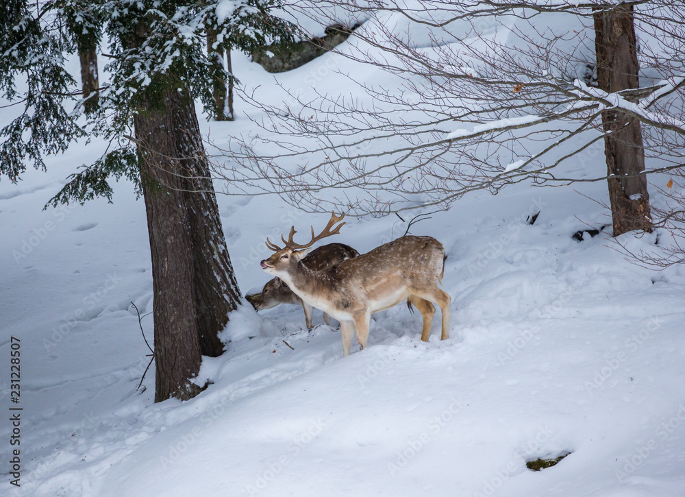 Red or spotted deer in deep mid winter, north Quebec, Canada. Red or spotted deer in deep mid winter, north Quebec, Canada.