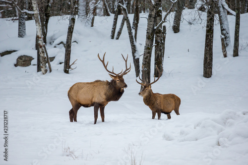 Wallpaper Mural American or Canadian Elk shot in early winter in deep snow north Quebec Canada. Torontodigital.ca