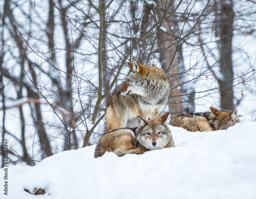 Naklejka premium Pack of coyotes resting in mid winter in a boreal forest Quebec, Canada.