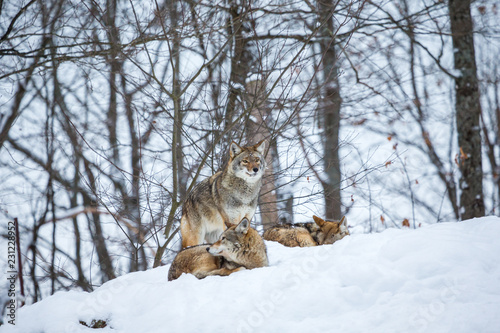 Pack of coyotes resting in mid winter in a boreal forest Quebec  Canada.