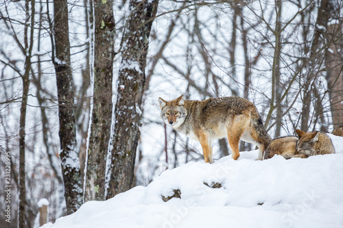 Pack of coyotes resting in mid winter in a boreal forest Quebec  Canada.