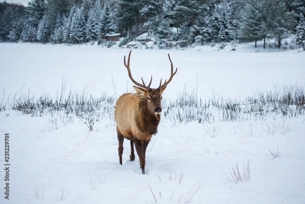 American or Canadian Elk shot in early winter in deep snow north Quebec Canada.