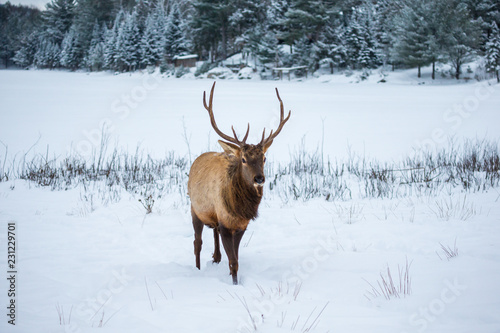 American or Canadian Elk shot in early winter in deep snow north Quebec Canada. © Hummingbird Art