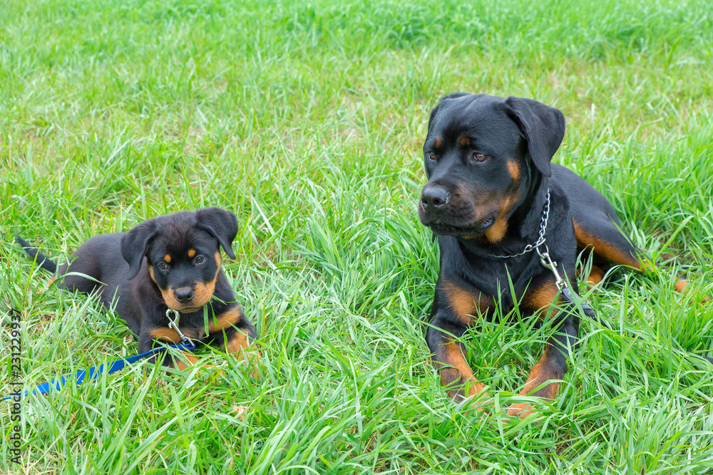 Puppy and adult rottweiler lying together in grass