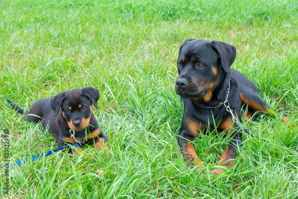 Puppy and adult rottweiler lying together in grass Puppy and adult rottweiler lying together in grass
