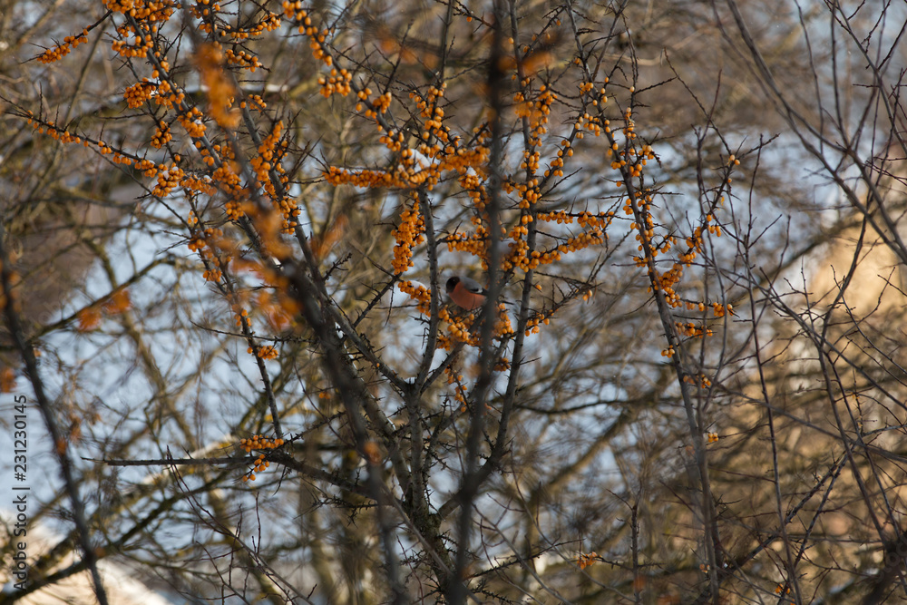 Bird on a sea buckthorn Bush in the winter landscape Bird on a sea buckthorn Bush in the winter landscape