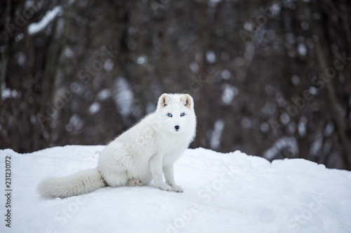 Artic fox deep in the north of Quebec, Canada.