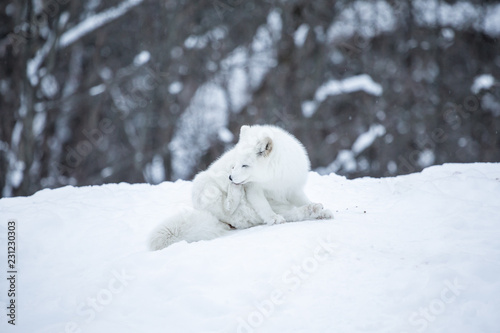 Artic fox deep in the north of Quebec, Canada. © Hummingbird Art