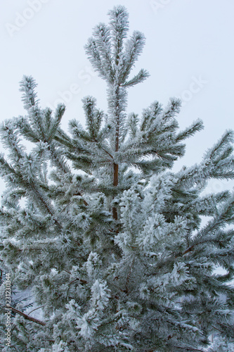 Snow-covered winter pine branch © guardalex