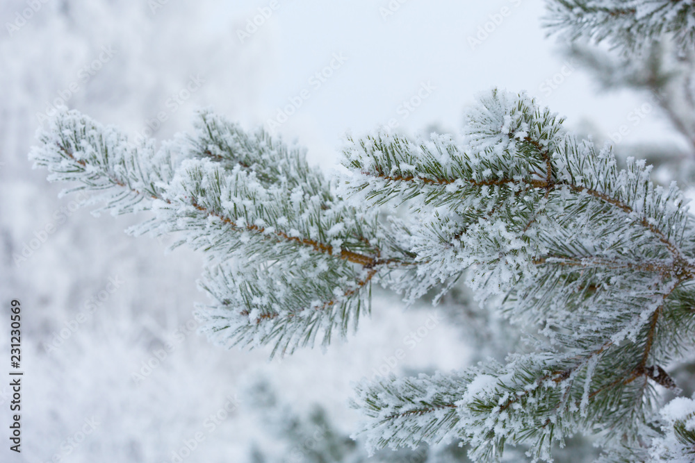 Snow-covered winter pine branch