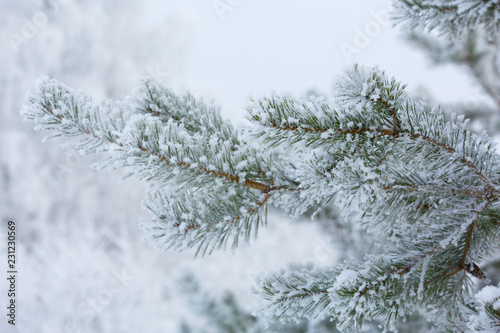 Snow-covered winter pine branch