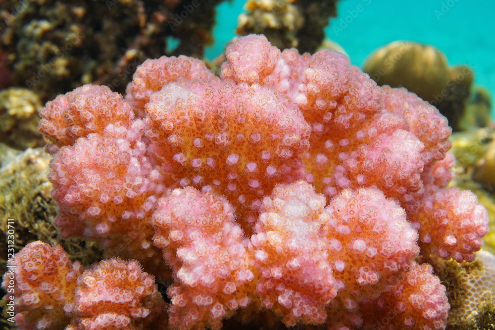 Fototapeta premium Pink Pocillopora cauliflower coral close-up underwater, south Pacific ocean, French Polynesia