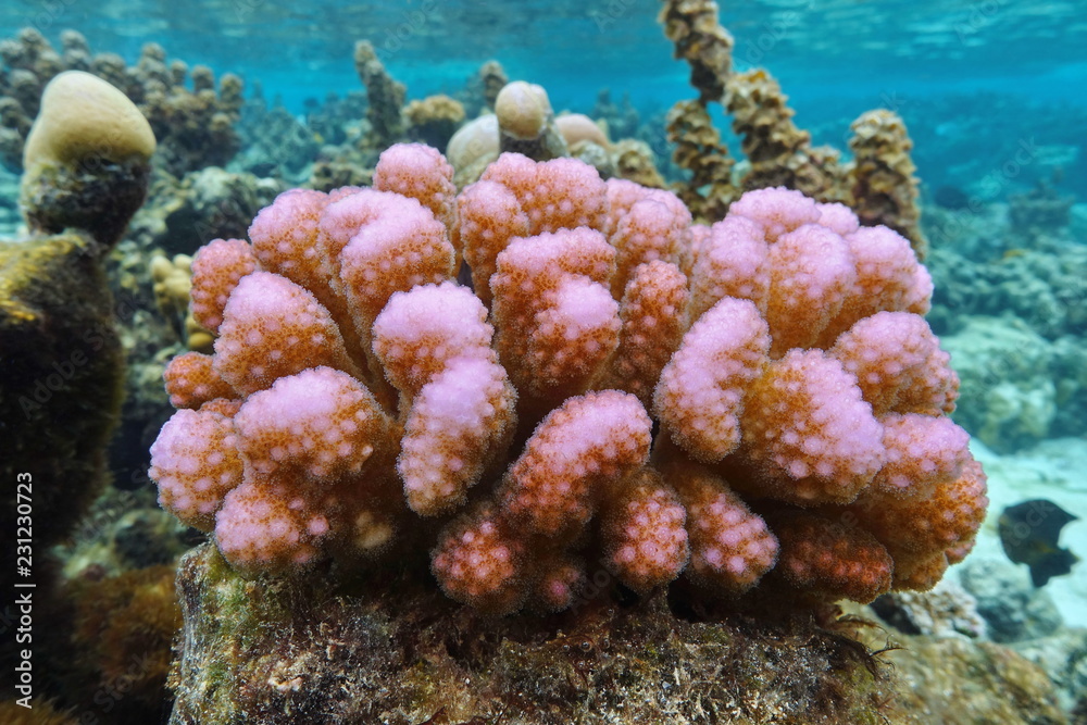 Naklejka premium Różowy koral pod wodą, Pocillopora Sp., Ocean Spokojny, Polinezja, Samoa Amerykańskie