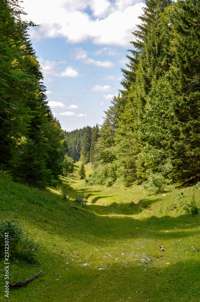 Trail surrounded by pine in a french mountain, Jura, France. Trail surrounded by pine in a french mountain, Jura, France.