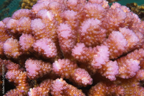 Pink coral Pocillopora Sp. close-up underwater, south Pacific ocean, Polynesia, Cook islands