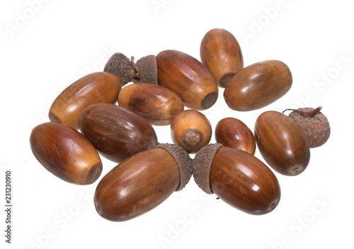 Wallpaper Mural acorn isolated on white background Torontodigital.ca