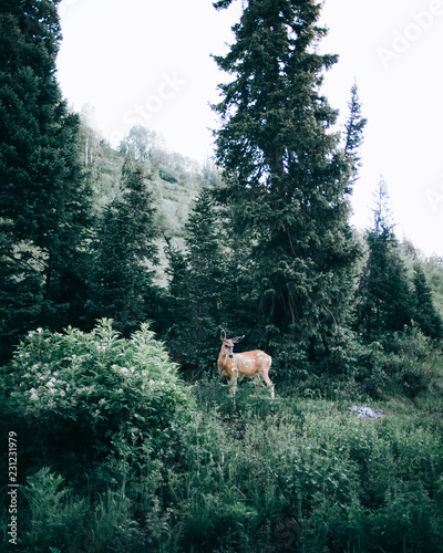 A deer in the middle of the forest 