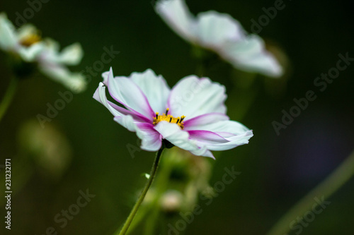 White pink flower