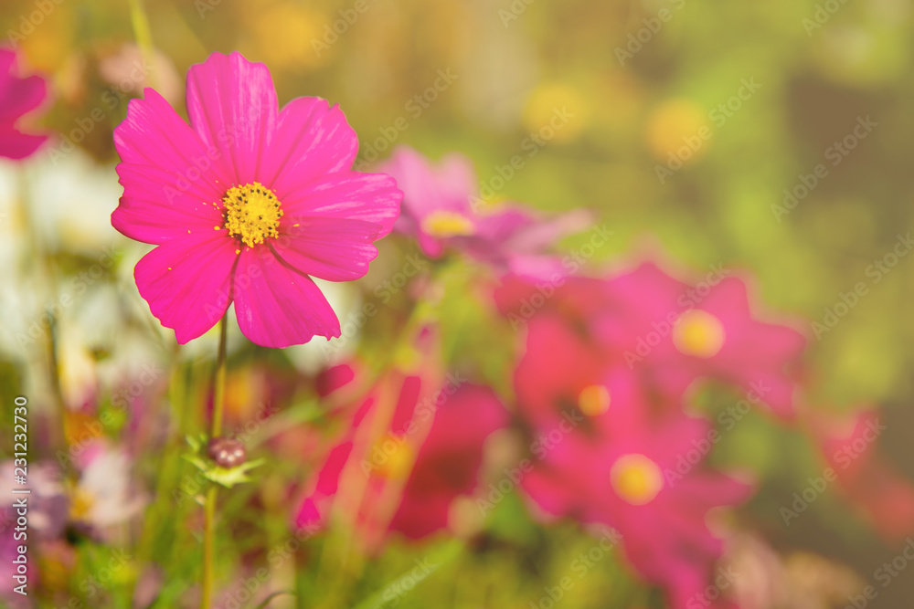 Beautiful Sulfur Cosmos in the garden with sunrise in winter at rural Thailand. Pink Cosmos in the morning with flare light at countryside Thailand. Beautiful Sulfur Cosmos in the garden with sunrise in winter at rural Thailand. Pink Cosmos in the morning with flare light at countryside Thailand.