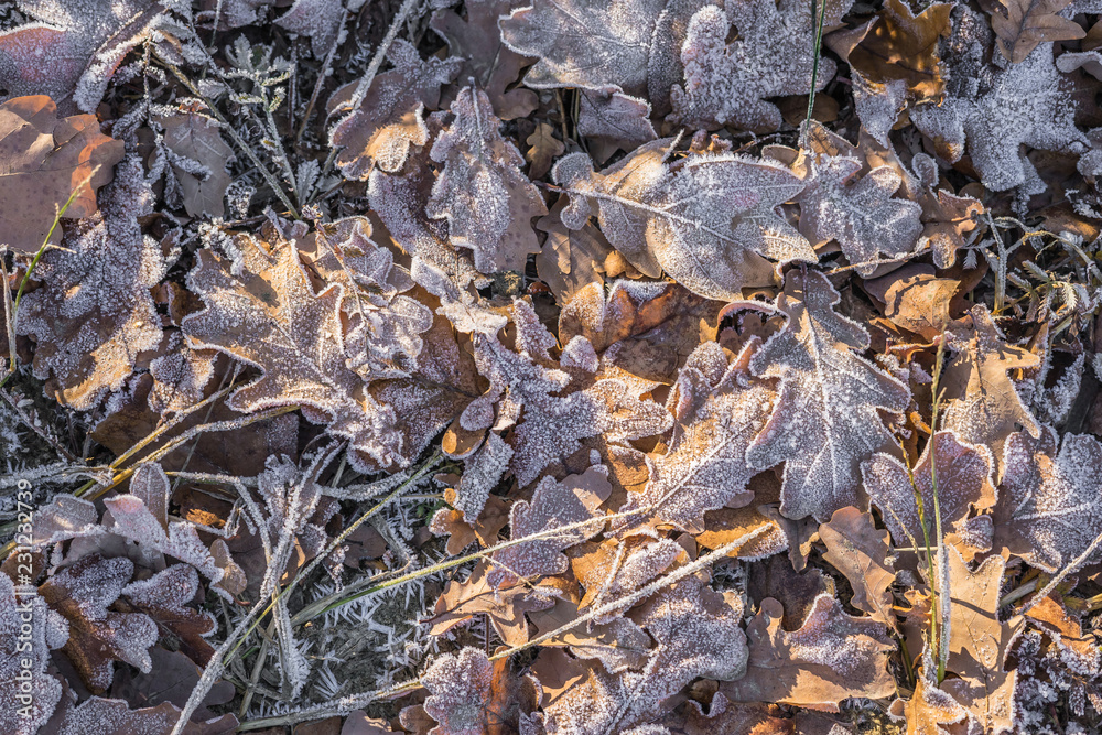 Autumn foliage after freezing in the sun