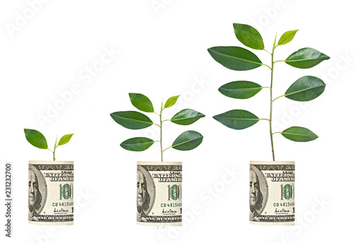  saplings growing from dollar bill photo